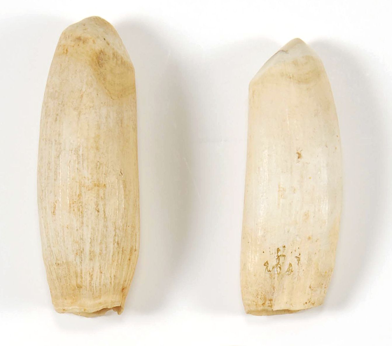 Appraisal: PAIR OF RAW WHALE'S TEETH Lengths and