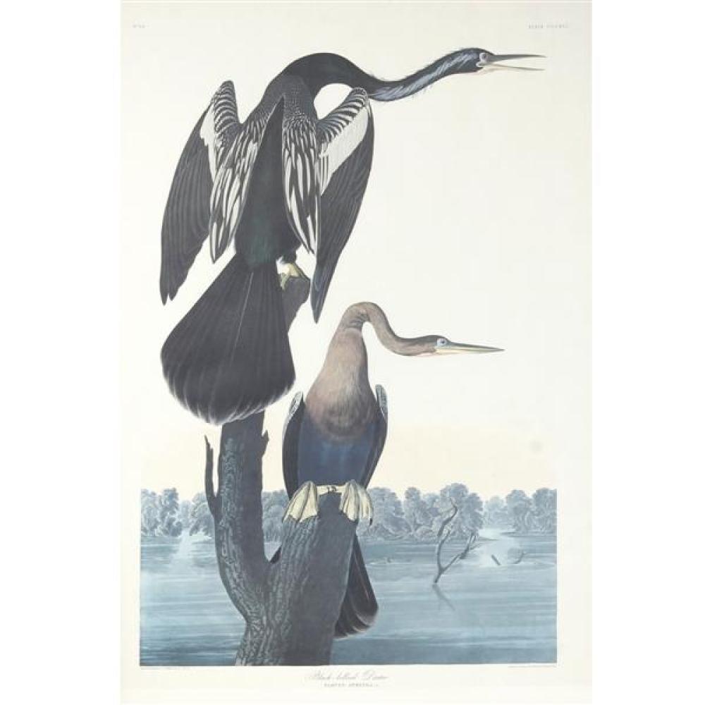 Appraisal: JOHN JAMES AUDUBON AMERICAN - LARGE SCALE LITHOGRAPH PRINT AFTER