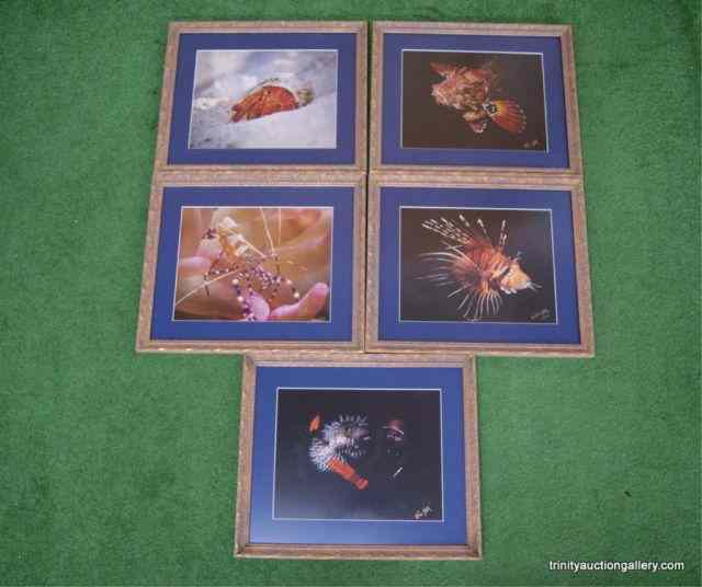 Appraisal: Signed Underwater Photographs Framed This is for beautiful underwater photographs