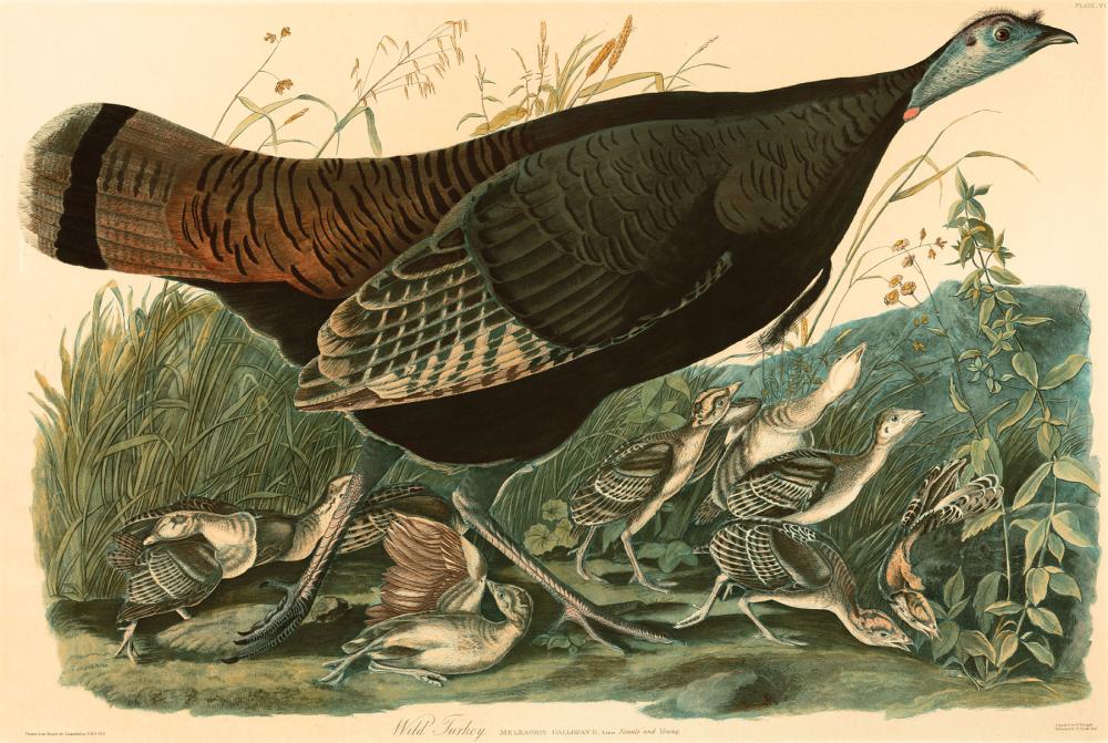 Appraisal: John James Audubon American - Wild Turkey - photolithograph Plate