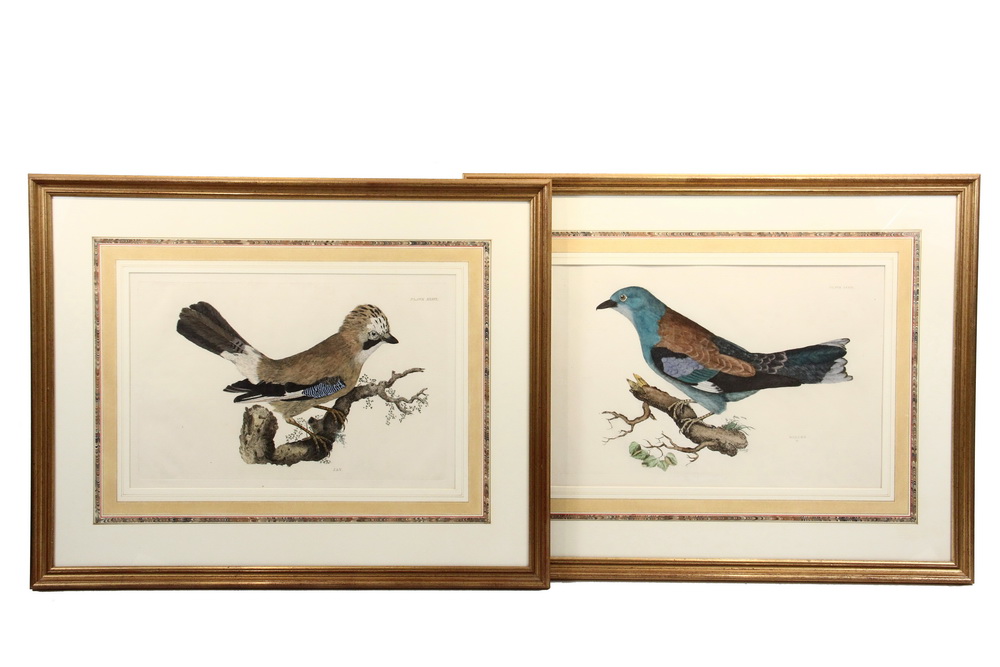 Appraisal: JOHN SELBY PRIDEAUX UK - - Handcolored Ornithological Engravings Plate