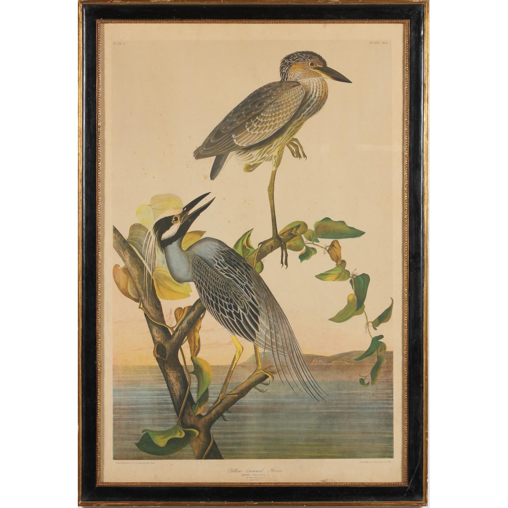 Appraisal: after John James Audubon Yellow-Crowned Heron chromolithograph plate from Birds