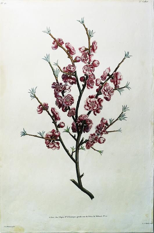 Appraisal: Peach Blossom by Jean Louis Prevost Le Pecher or Peach