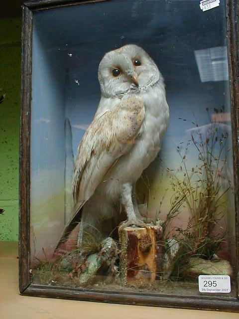 Appraisal: A taxidermy white owl in a glazed case