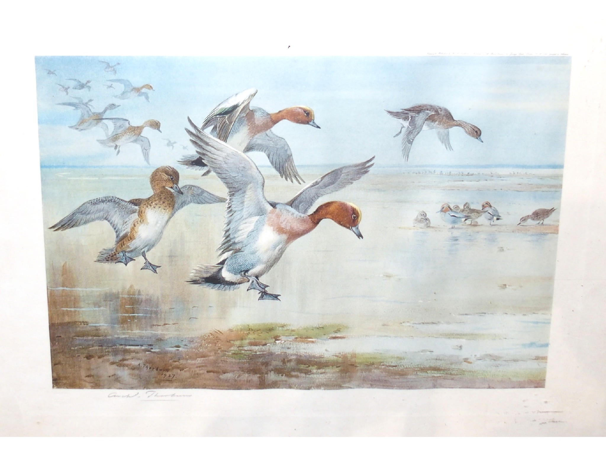 Appraisal: After ARCHIBALD THORBURN Widgeon Alighting signed artist proof