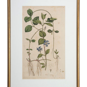 Appraisal: Five Hand-Colored Botanical Engravings including two by James Sowerby -