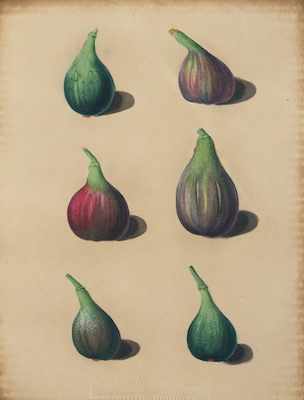 Appraisal: George Brookshaw British - Figs Plate LXXV Aquatint printed in