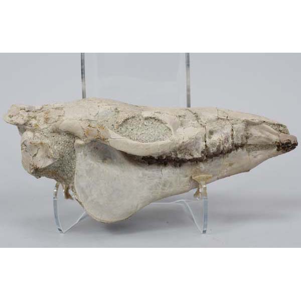 Appraisal: Miohippus gidleyi fossil Prehistoric Horse Skull Upper Oligocene White River