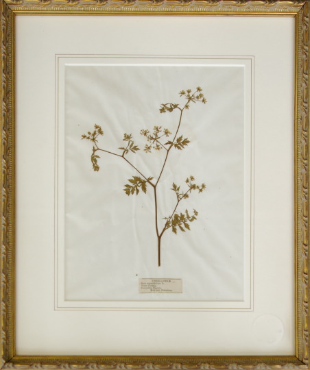 Appraisal: Pair of English Dried Botanical Specimens Water Parsnip and Vetch