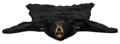 Appraisal: Black bearskin rugfirst half th century