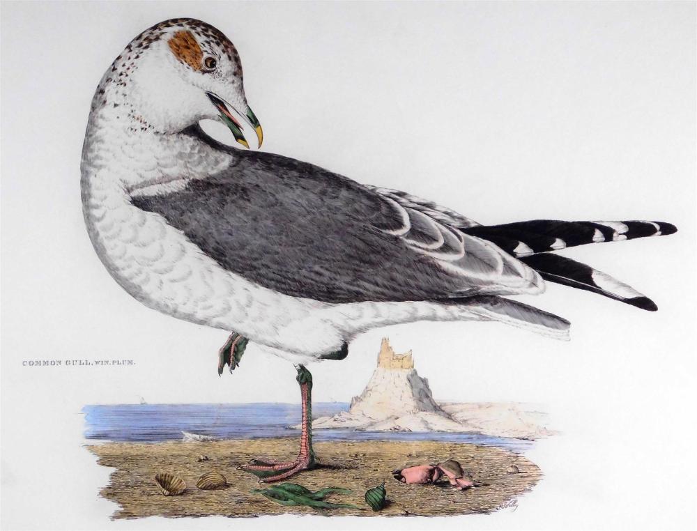 Appraisal: Prideaux John Selby British - Common Gull Winter Plumage hand