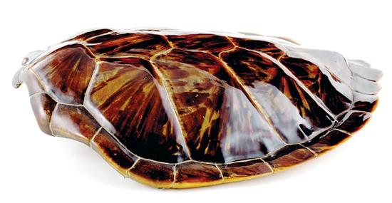 Appraisal: Sea turtle carapace th century polished shell exterior interior sides