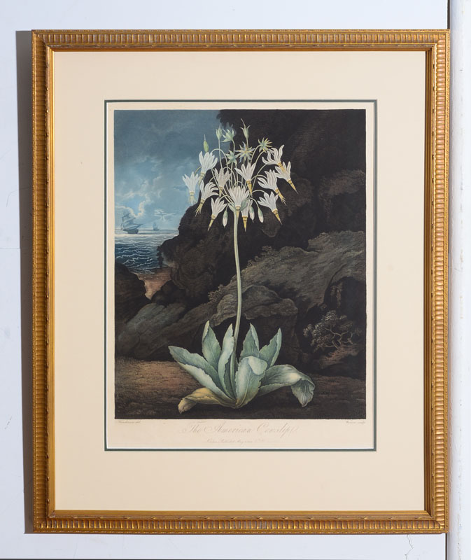 Appraisal: ROBERT JOHN THORNTON - THE AMERICAN COWSLIP AND THE ALOE