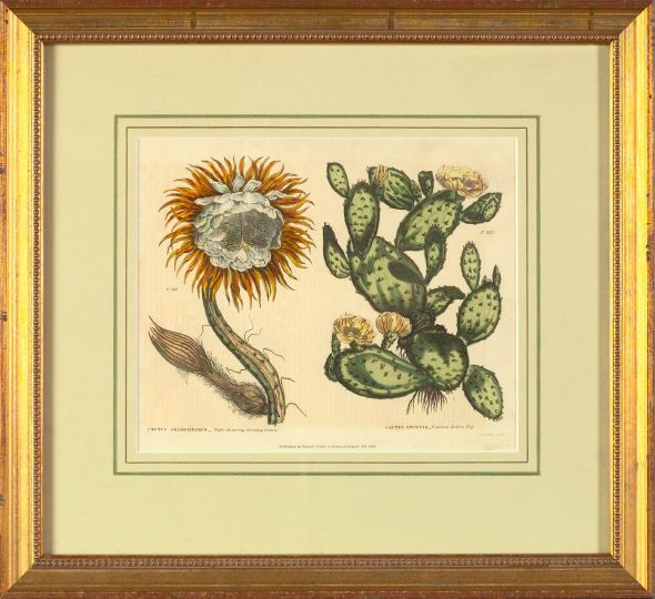 Appraisal: British School th Century Cactus Grandiflorus and Opuntie hand-colored bookplate