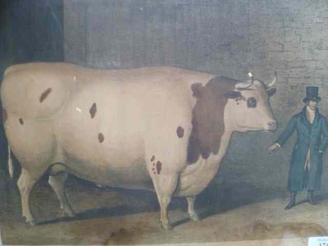 Appraisal: TH CENTURY ENGRAVING'The great Northumberland Ox' showing the prize winning