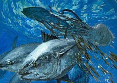 Appraisal: Stanley Meltzoff Bluefin oil on canvas on board x in