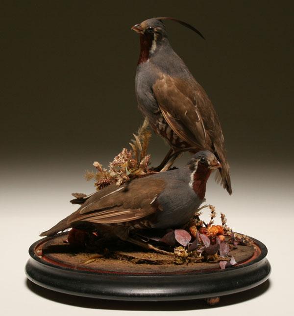 Appraisal: Victorian taxidermy pair quail mounted on stump with natural brush