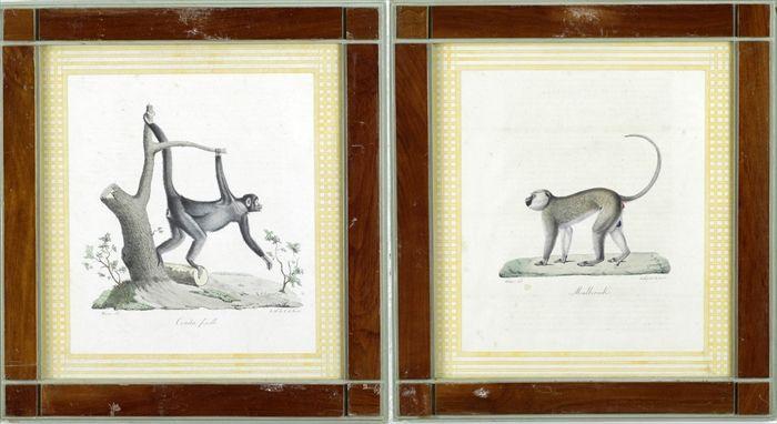 Appraisal: French School th C Primates Lithographs matted and framed x