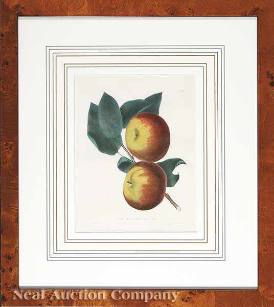 Appraisal: A Set of Six Antique Prints of Apples and Pears