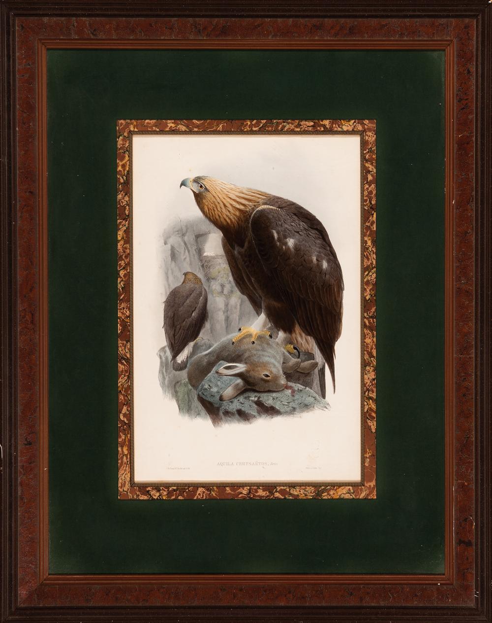 Appraisal: John Gould British - Aquila Chrysaetos Briss Golden Eagle hand-colored