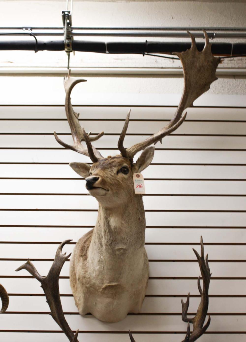 Appraisal: TWO FALLOW DEER TAXIDERMY MOUNTS both head shoulder mount bucks