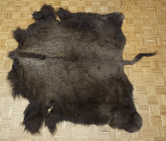 Appraisal: Taxidermy Buffalo Hide Rich color fur tan hide tail '