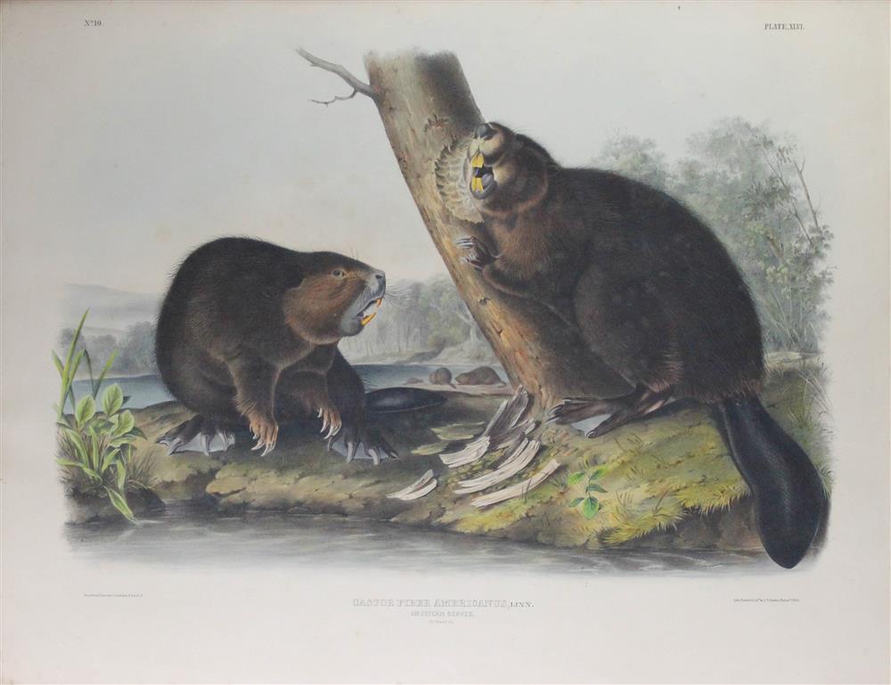 Appraisal: AFTER JOHN JAMES AUDUBON J T BOWEN AMERICAN - CASTOR