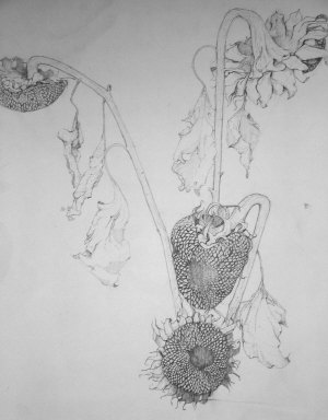 Appraisal: G J Wooton mid-late th century- Dried Sunflowers pencil signed