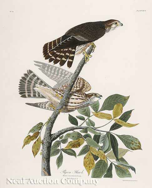 Appraisal: John James Audubon American - Pigeon Hawk Plate XCII from