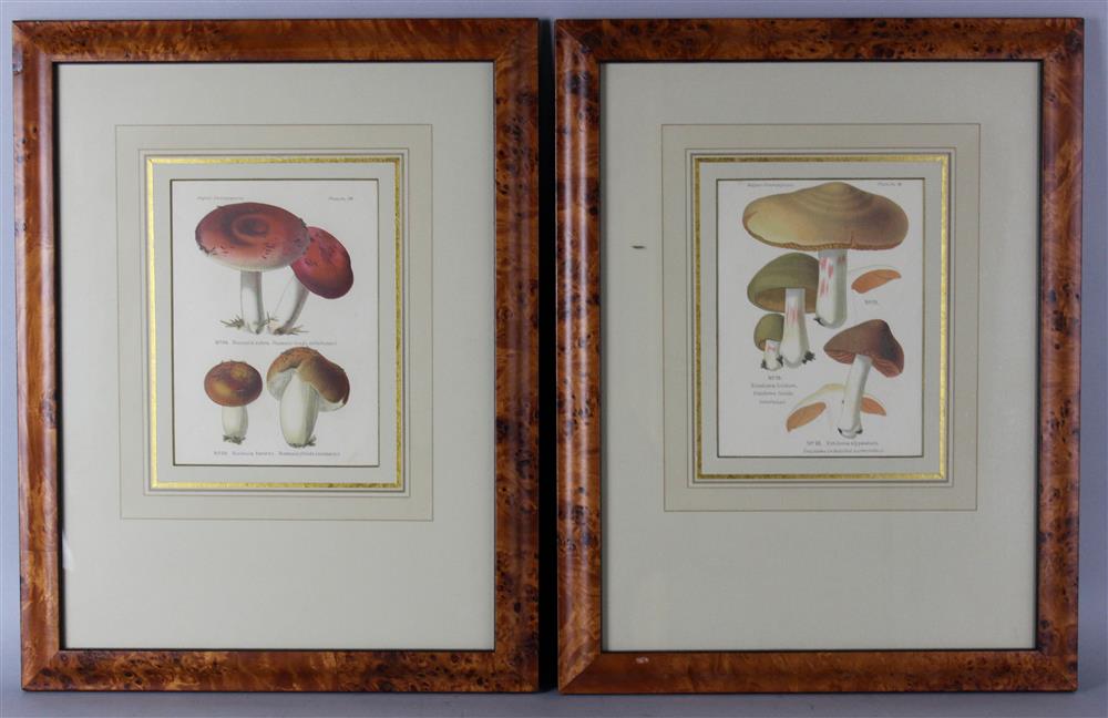 Appraisal: C MOTTE FRENCH TH CENTURY TEN BOTANICAL PRINTS with TWO