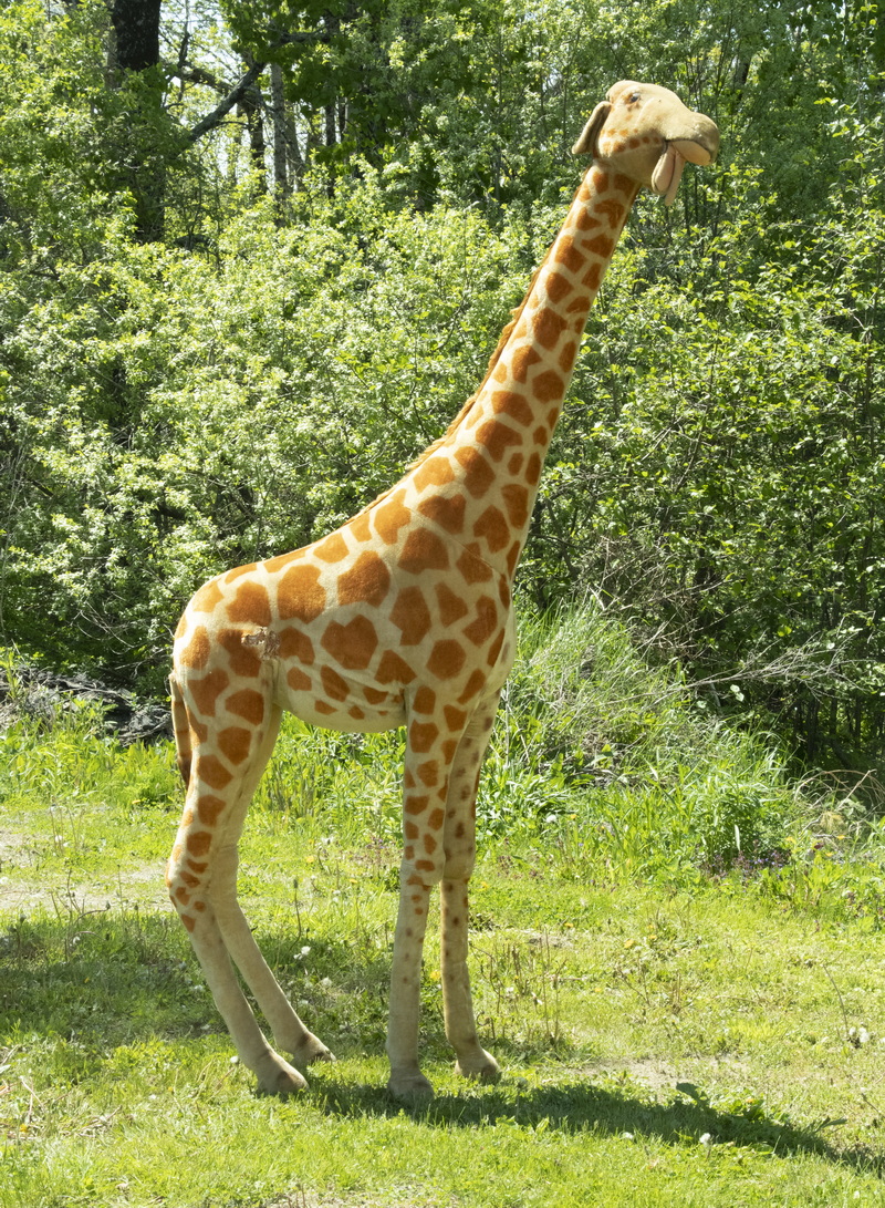 Appraisal: STEIFF STUDIO STORE DISPLAY GIRAFFE Rare Monumental Steiff Studio Stuffed