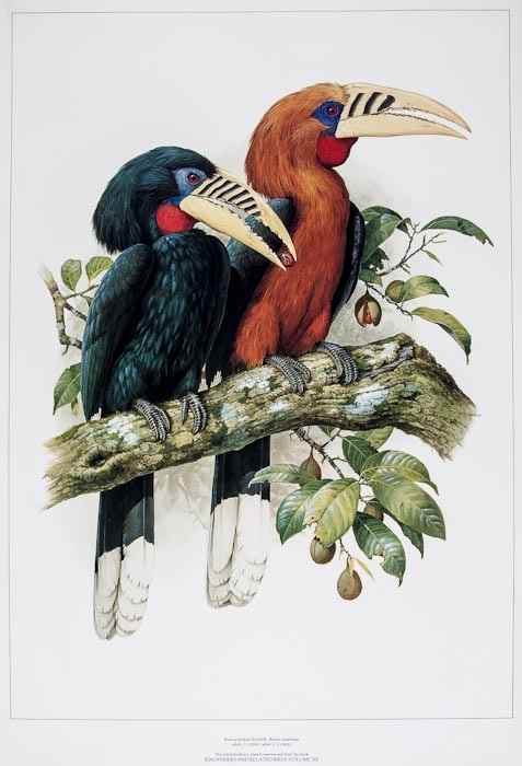 Appraisal: Cooper William T and Joseph M Forshaw Kingfishers and Related