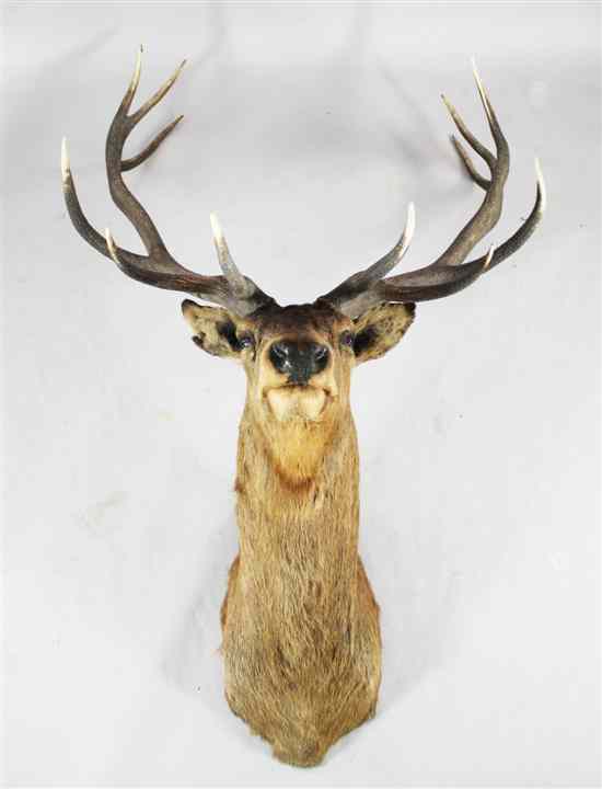 Appraisal: An impressive twelve point taxidermic stag's head H ft in