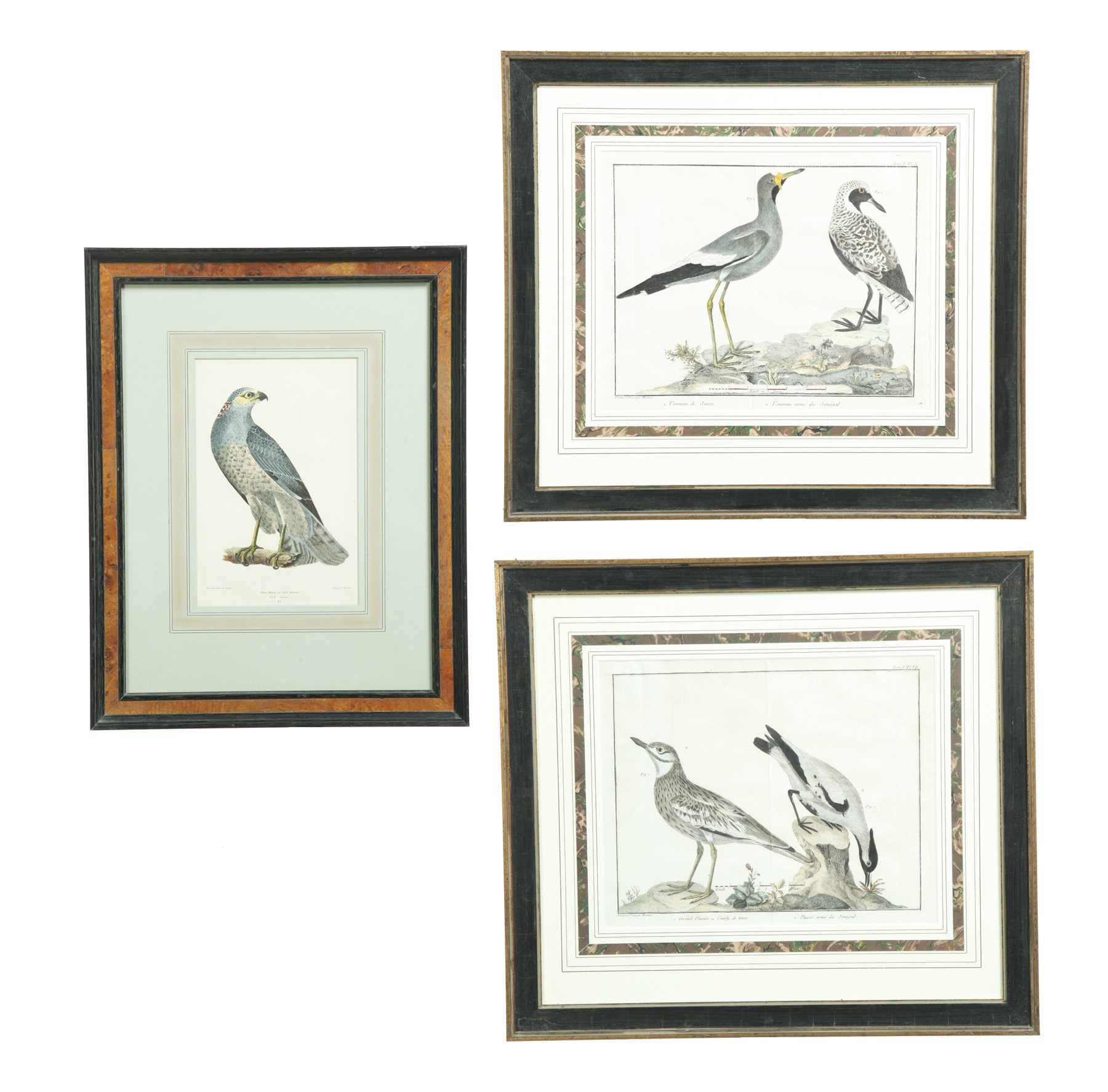 Appraisal: THREE BIRD PRINTS American and European late th-early th century