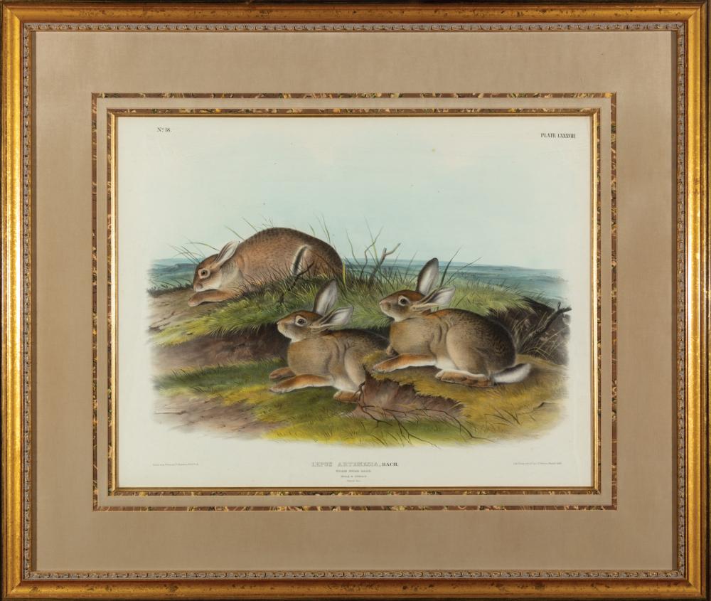 Appraisal: John James Audubon American - Worm Wood Hare Plate LXXXVIII