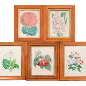 Appraisal: Four Hand-Colored Botanical Lithographs by James Andrews British - and