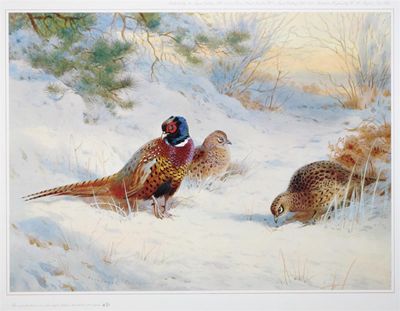 Appraisal: Archibald Thorburn - Pheasants in winter Grouse on a highland