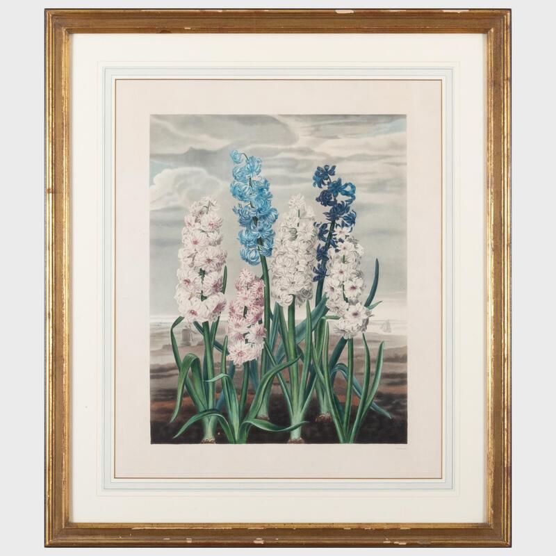 Appraisal: English School Hyacinths Engraving with hand-coloring on wove paper with