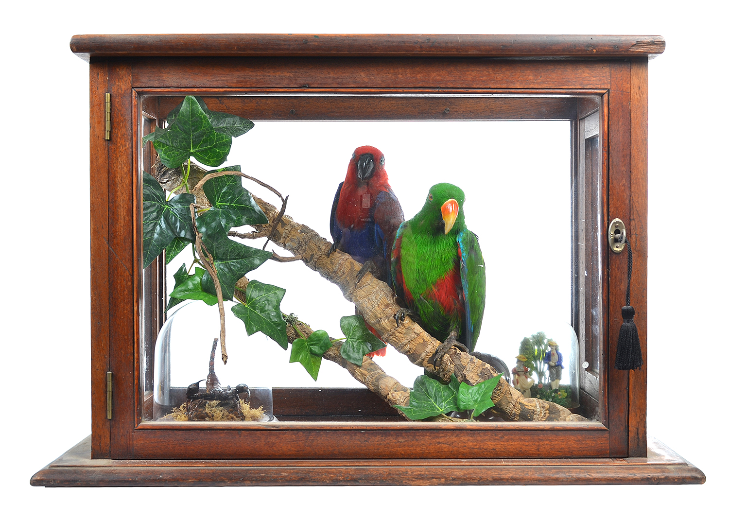 Appraisal: TAXIDERMIED DIORAMA FEATURING A DISPLAY OF ELECTUS PARROTS CARE OF