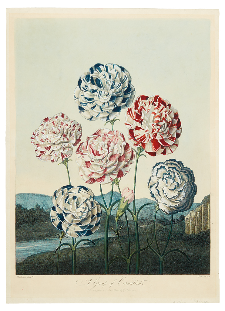 Appraisal: THORNTON ROBERT JOHN A Group of Carnations Hand-finished color-printed aquatint