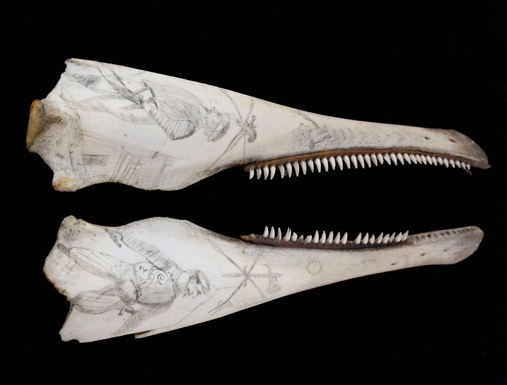 Appraisal: Pair of Scrimshaw Porpoise Jawbones th c Pair of th