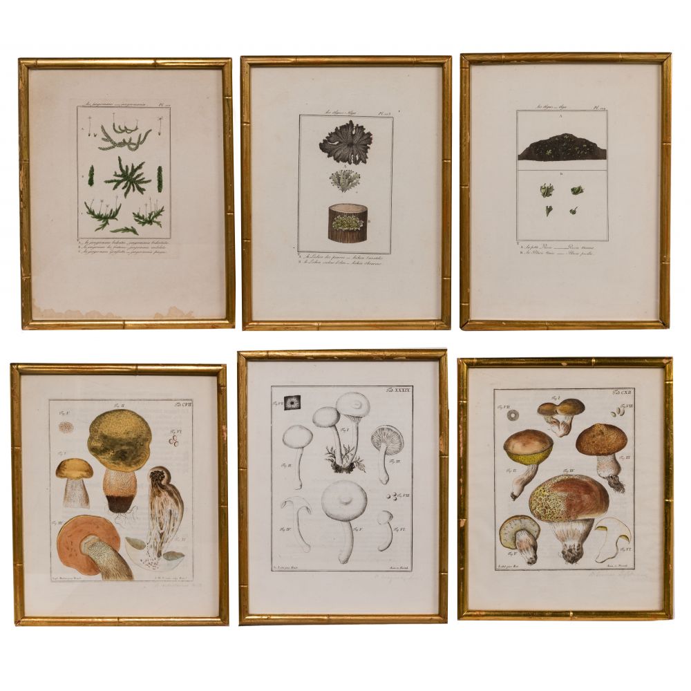 Appraisal: BOTANICAL AND MUSHROOM ETCHING ASSORTMENT engravings of mushrooms and forms