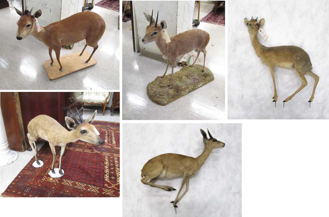 Appraisal: FIVE AFRICAN DWARF ANTELOPE TAXIDERMY MOUNTS all standing full mounts