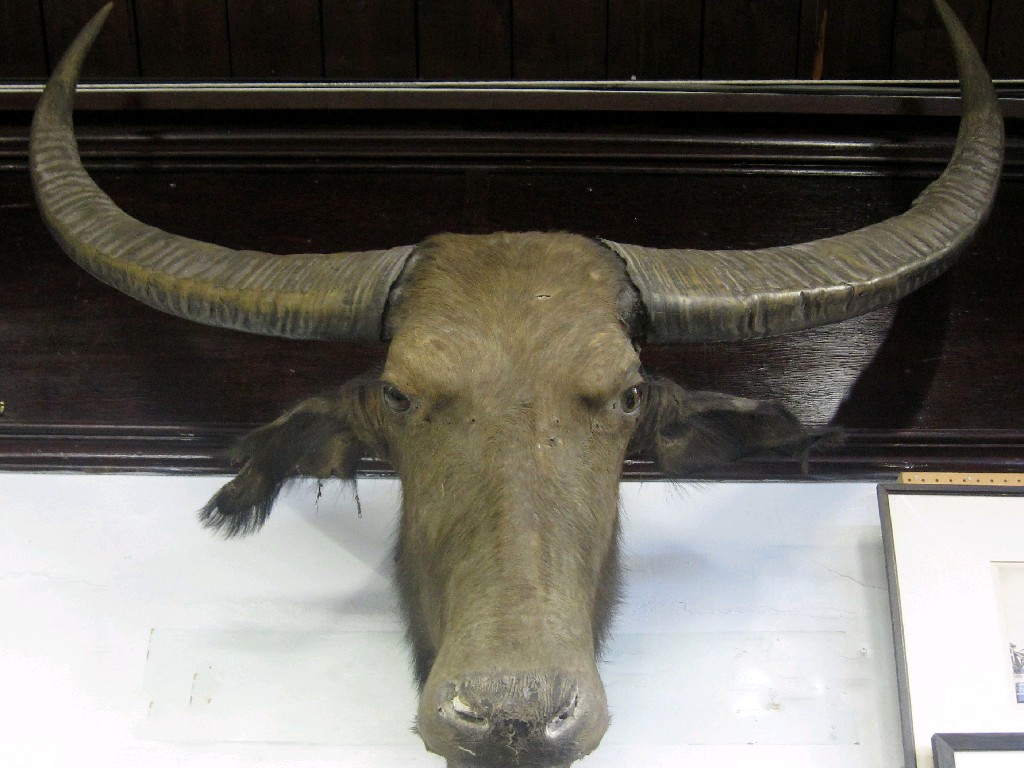 Appraisal: Taxidermy of a water buffalo's head