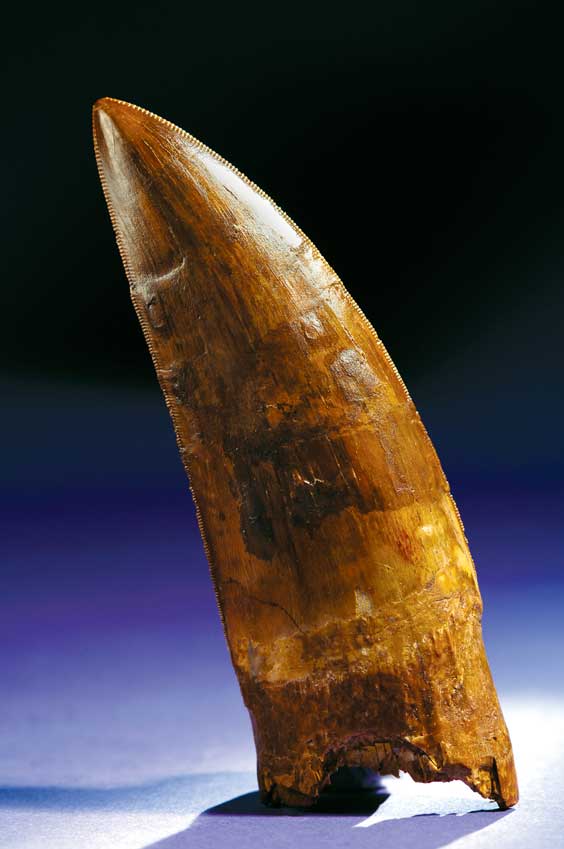 Appraisal: HUGE DINOSAUR TOOTH Carcharodontosaurus saharicus Cretaceous Kem Kem Valley area