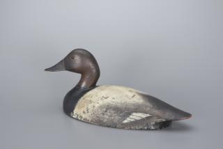 Appraisal: Early Turned-Head Canvasback Drake Ivar Gustav Fernlund - Hamilton Ontario