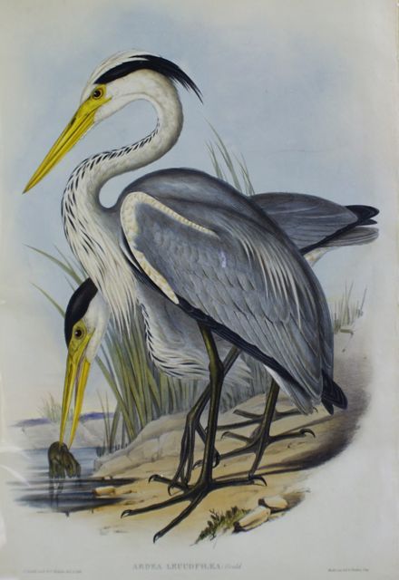 Appraisal: Australian Heron Ardea Leucophaea