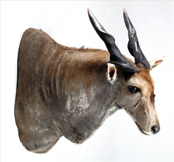 Appraisal: A shoulder-mount of an Eland cm in length