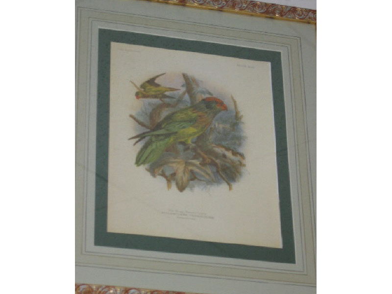 Appraisal: THREE CHROMOLITHOGRAPHS OF PARROTS After J G Keulemans similarly framed