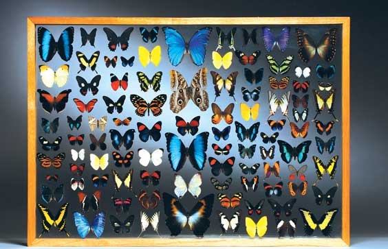 Appraisal: LARGE TROPICAL BUTTERFLY DISPLAY Lepidoptera World locations Mounted on glass